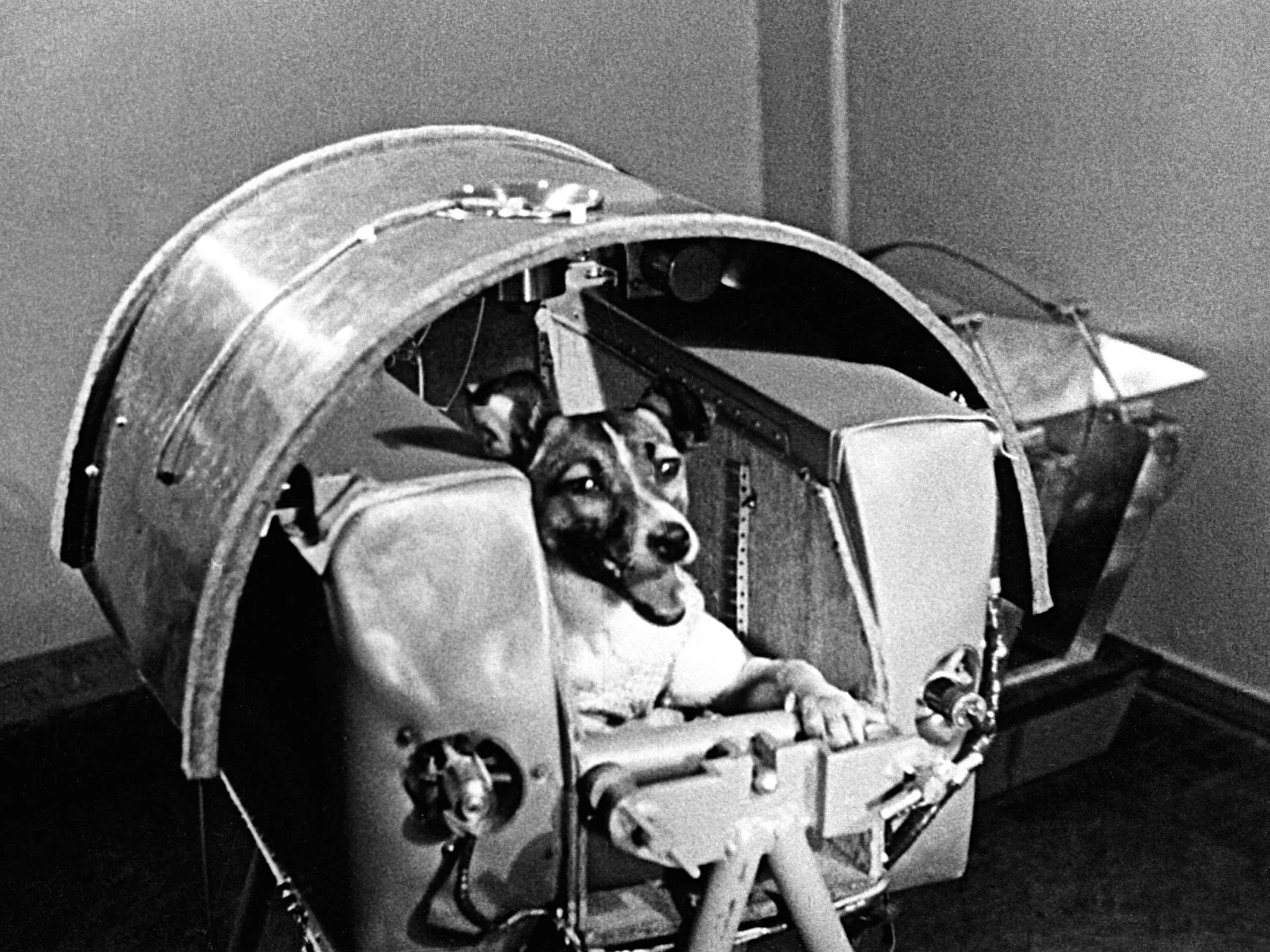 Laika, 1957, the first dog to orbit Earth